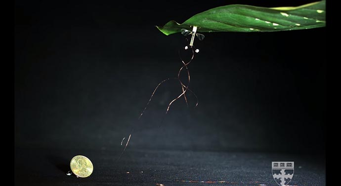 Espionnage: un drone-insecte minuscule, qui s’accroche au plafond